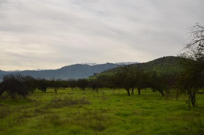 Principal view